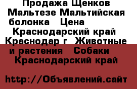 Продажа Щенков Мальтезе-Мальтийская болонка › Цена ­ 20 000 - Краснодарский край, Краснодар г. Животные и растения » Собаки   . Краснодарский край